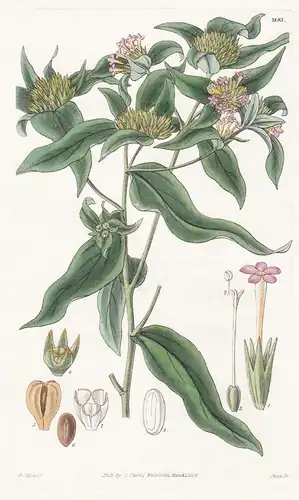 Collomia Linearis. Small-flowered collomia. Tab. 2893 - North America Nordamerika / Pflanze Planzen plant plan