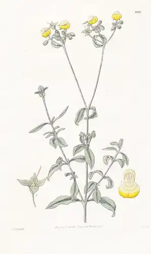 Calceolaria polifolia. White-leaved slipper-wort. Tab. 2897 - Argentina Chile Argentinien / Pflanze Planzen pl