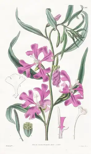 Clarkia puchella. Beautiful clarkia. Tab. 2918 - North America Nordamerika / Pflanze Planzen plant plants / fl