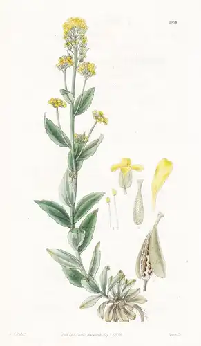 Draba Aurea. Golden-flowered whitlow grass. Tab. 2934 - North America Nordamerika / Pflanze Planzen plant plan