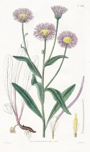 Erigeron glabellum. Smoothish-leaved erigeron. Tab. 2923 - North America Nordamerika / Pflanze Planzen plant p