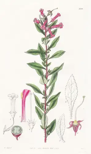 Escallonia rubra. Red-flowered Escallonia. Tab. 2890 - Chile / Pflanze Planzen plant plants / flower flowers B