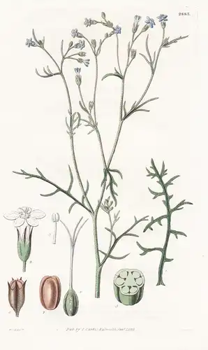 Gilia Inconspicua. Small-flowered gilia. Tab. 2883 - North America Nordamerika / Pflanze Planzen plant plants