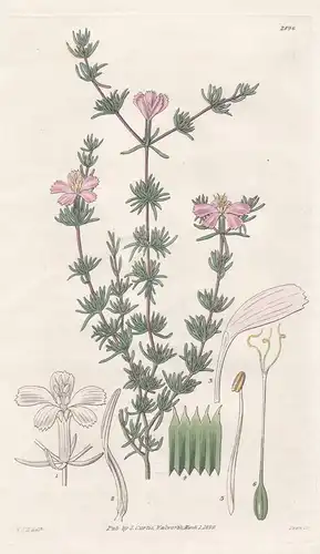 Frankenia pauciflora. Few-flowered frankenia. Tab. 2896 - Australia Australien / Pflanze Planzen plant plants