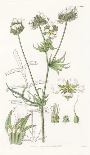 Horkelia congesta. Tufted-flowered horkelia. Tab. 2880 - North America Nordamerika / Pflanze Planzen plant pla
