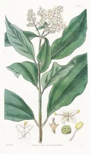 Ligustrum nepalense, glabrum. Nepal privet, glabrous var. Tab. 2921 - Liguster / Nepal / Pflanze Planzen plant