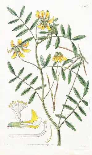 Lotus pinnatus. Pinnate-leaved Lotus. Tab. 2913 - Pflanze Planzen plant plants / flower flowers Blume Blumen /