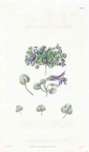 Linaria aequitriloba. Small fleshy-leaved toad-flax. Tab. 2941 - Sardegna Sardinien / Pflanze Planzen plant pl