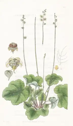 Mitella Pentandra. Five-stamened. Tab. 2933 - North America Nordamerika / Pflanze Planzen plant plants / flowe