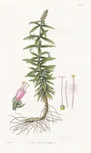 Mentha verticillata. Whorled mint. Tab. 2907 - Minze / Bengal Nepal / Pflanze Planzen plant plants / flower fl