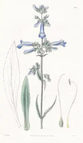 Pentstemon gracilis. Slender pentstemon. Tab. 2945 - North America Nordamerika / Pflanze Planzen plant plants