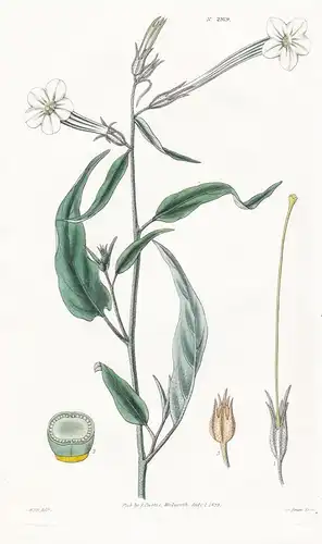 Nicotiana acuminata. Acuminated-leaved tobacco. Tab. 2919 - Tabak / Pflanze Planzen plant plants / flower flow