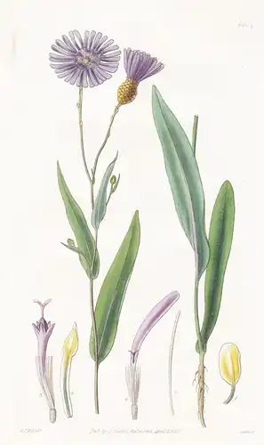 Podolepis gracilis. Slender-stalked podolepis. Tab. 2904 - Australia Australien / Pflanze Planzen plant plants