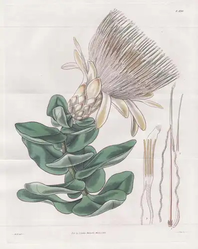 Protea longiflora. Long-flowerd Protea. Tab. 2720 - Pflanze Planzen plant plants / flower flowers Blume Blumen