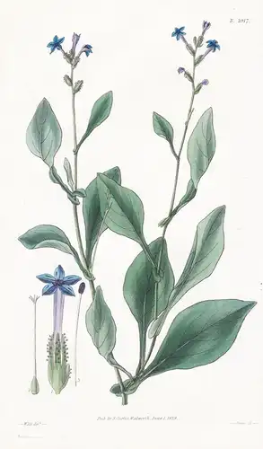 Plumbago rhomboidea. Rhomboid-leaved lead-wort. Tab. 2917 - Pflanze Planzen plant plants / flower flowers Blum