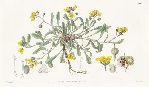 Vesicaria arctica. Arctic vesicaria. Tab. 2882 - Greenland Grönland / Pflanze Planzen plant plants / flower fl