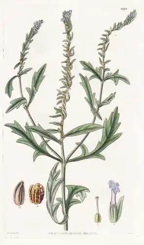 Verbena bracteosa. Bracteated verbena. Tab. 2910 - Verbene Eisenkraut / North America Nordamerika / Pflanze Pl