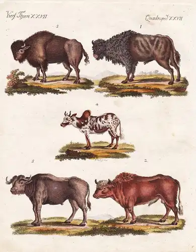 Vierf. Thiere XXVII / Quadruped. XXVII - Der Auerochse - Der zahme Ochse - Der Bison - Der Zebu - Der Büffel-