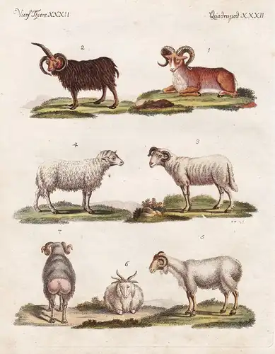 Vierf. Thiere XXXII / Quadruped. XXXII - Der Argali - Das nordische Schaaf - Der Widder - Das Schaaf - Das Sch