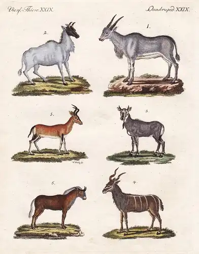 Vierf. Thiere XXIX / Quadruped. XXIX - Der Empophos - Der Biggel - Der Nylgau - Der Kudu - Der Bubal - Der Gno