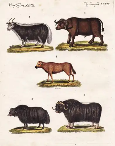 Vierf. Thiere XXVIII / Quadruped. XXVIII - Der Sarluk oder Grunzochse - Die indische Kuh - Der afrikanische Bü