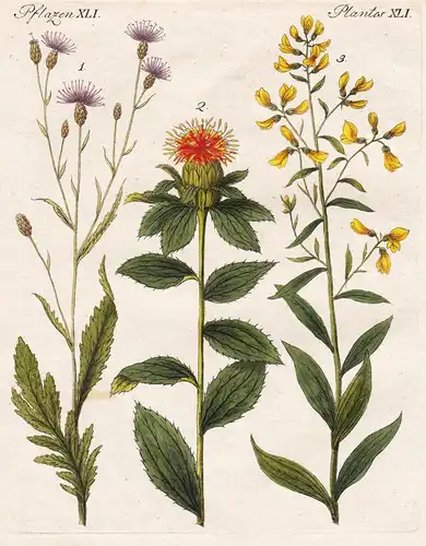Pflanzen XLI / Plantes XLI - Färber-Scharte - Saflor - Färber-Ginster - Farbe-Pflanzen Scharte Serratula Plume