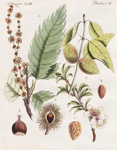 Pflanzen XLIII / Plantes XLIII - Der Kastanienbaum - Der Mandelbaum - Kastanie Mandel Mandeln chestnut tree ch