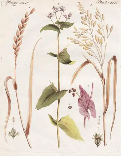 Pflanzen XXXV / Plantes XXXV - Spelz oder Dinkel - Heidekorn oder Buchweizen - Der Reis - Buchweizen Dinkel Re