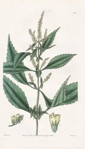 Aphanochilus Blandus. Mild Aphano-Chilus. Tab. 3091 - Nepal / Pflanze Planzen plant plants / flower flowers Bl