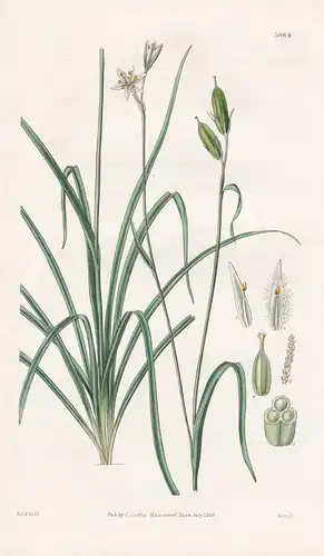 Anthericum ? Plumosum. Bearded-Flow-Ered Anthericum. Tab. 3084 - Chile / Pflanze Planzen plant plants / flower