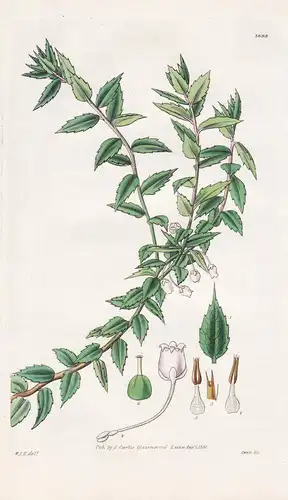 Arbutus Mucronata. Sharp-Pointed Arbutus. Tab. 3093 - Chile / Pflanze Planzen plant plants / flower flowers Bl