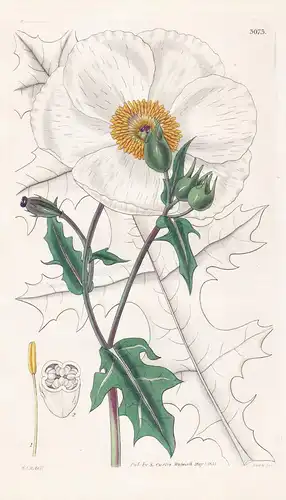 Argemone Grandiflora. Large-Flowered Mexican Poppy. Tab. 3073 -  Mexico Mexiko / Pflanze Planzen plant plants