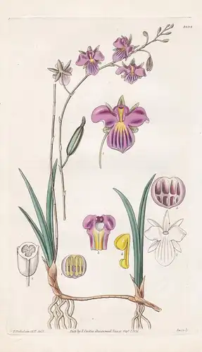 Brassavola Elegans. Elegant Brassavola. Tab. 3098 - orchid / Orchidee / orchids / Antigua Island / Pflanze Pla