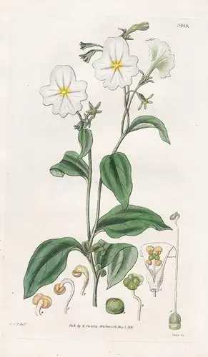 Browallia Grandiflora. Large-Flowered Browallia. Tab. 3069 -  Peru / Pflanze Planzen plant plants / flower flo