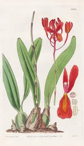 Broughtonia Sanguinea. Crimson-Flowered Broughtonia. Tab. 3076 - Jamaica Jamaika / Pflanze Planzen plant plant