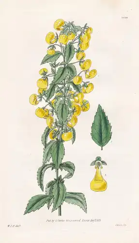 Calceolaria Angustiflora. Narrow-Flowered Slipper-Wort. Tab. 3094 - Peru / Lima / Pflanze Planzen plant plants