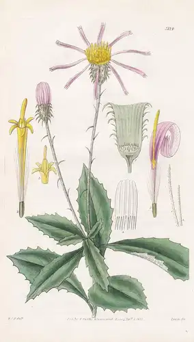Centroclinium Reflexum. Refelxed-Scaled Centroclinium. Tab. 3114 - Peru / Pflanze Planzen plant plants / flowe