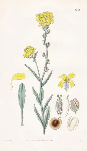 Farsetia Lunarioides. Lunaria-Like Farsetia. Tab. 3087 - Levant / Pflanze Planzen plant plants / flower flower
