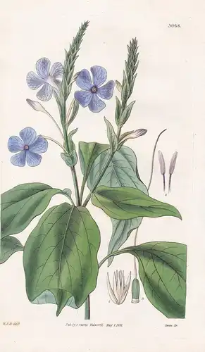 Eranthemum Strictum. Upright Eranthemum. Tab. 3068 -  Nepal / Pflanze Planzen plant plants / flower flowers Bl