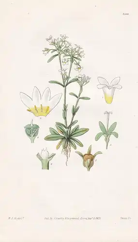 Houstonia Longifolia. Long-Leaved Houstonia. Tab. 3099 - North America Nordamerika / Pflanze Planzen plant pla