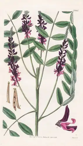 Indigofera Athropurpurea. Blood-Flowered Indigofera. Tab. 3065 -  Pflanze Planzen plant plants / flower flower