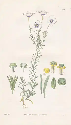 Nierembergia Gracilis. Slender Nierembergia. Tab. 3108 - Argentina Argentinien / Pflanze Planzen plant plants