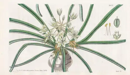 Ornithogalum Fimbriatum. Hairy-Leaved Star of Bethlehem. Tab. 3077 - Crimea Krim / Pflanze Planzen plant plant