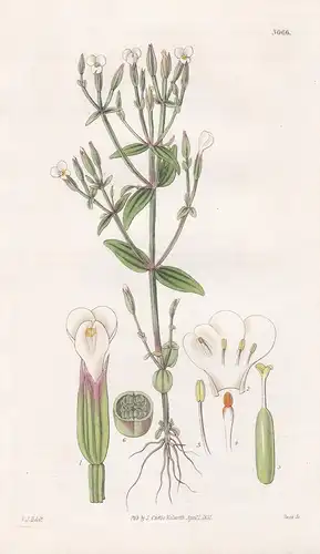 Pladera Decussata. Decussate Pladera. Tab. 3066 -  Bengal / Pflanze Planzen plant plants / flower flowers Blum