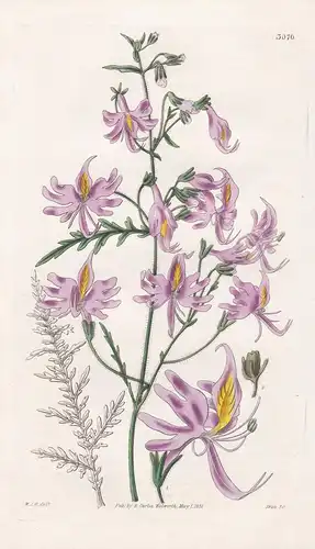 Schizanthus Hookeri. Accute-Petaled Schizanthus. Tab. 3070 -  Chile / Pflanze Planzen plant plants / flower fl