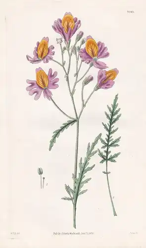 Schizanthus Retusus. Blunt-Petaled Schizanthus. Tab. 3045 -  Chile / Pflanze Planzen plant plants / flower flo