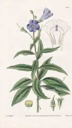 Torenia Scabra. Rough Torenia. Tab. 3104 - Australia Australien / Pflanze Planzen plant plants / flower flower