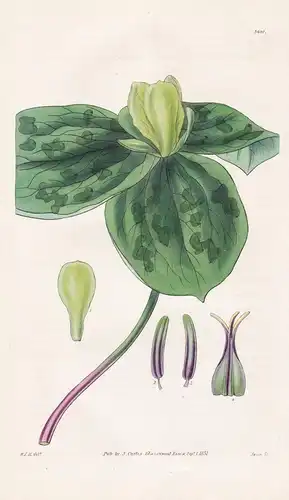 Trillium Discolor. Green-Flowered Trillium. Tab. 3097 - Pflanze Planzen plant plants / flower flowers Blume Bl