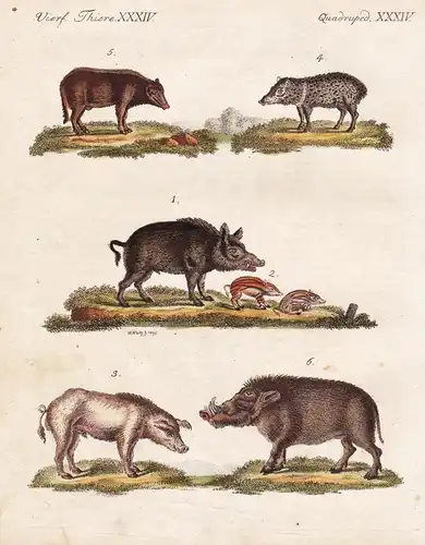 Vierf. Thiere XXXIV / Quadruped. XXXIV - Das wilde Schwein - Das zahme Schwein - Das Nabelschwein - Das siamis