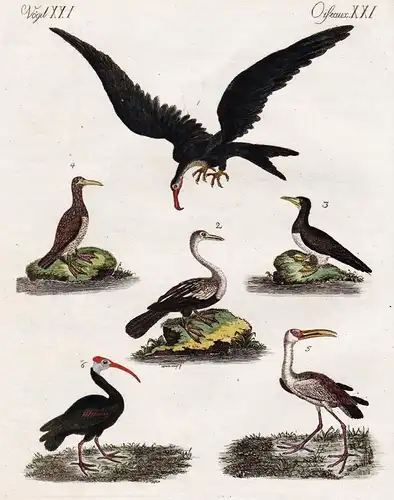 Vögel XXI / Oiseaux XXI - Der Fregattvogel - Der Anhinga - Der Gannet oder Bassaner - Der Gannet von Cayenne -
